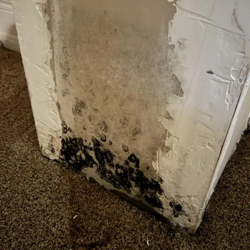Professional Mold Removal in Marion County, SC